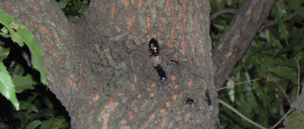 団地前のクヌギ_4_正面3ｍ上左の幹 コクワガタ3匹とノコギリクワガタペア 2021年5月28日19時35分頃 気温23度